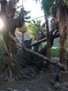 An ancient olive tree ravaged by fire