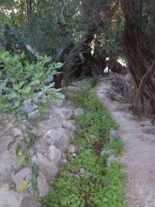 Irrigation canal with olive tree in the background