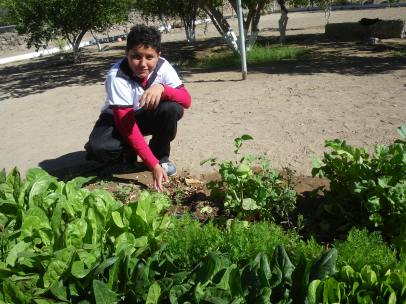 Chalino getting ready to harvest in the Secondary School - nutritious salad greens for the whole class!